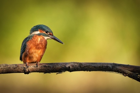 Kingfisher 