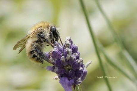 Bijtje op lavendel