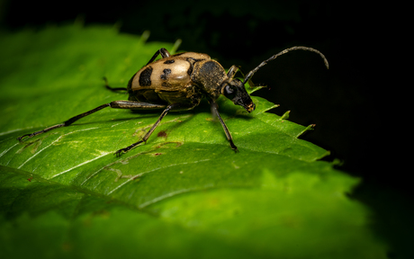 Korte smalboktor / Pachytodes cerambyciformis.