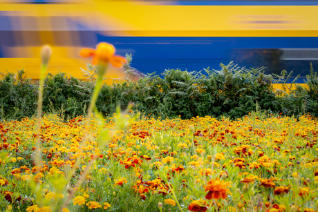 Afrikaantjes en trein 