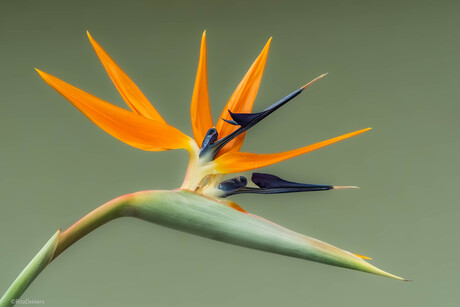 Strelizia