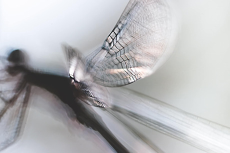 Libelle macro opname