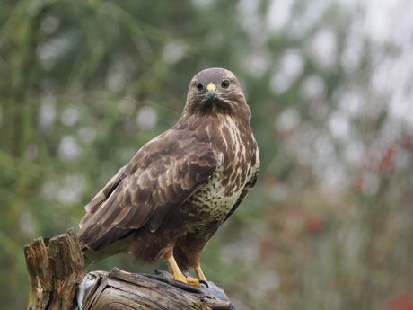 Buizerd