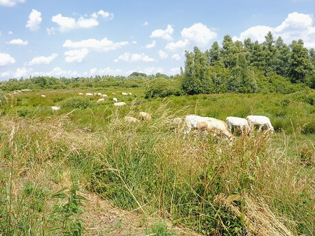 Landschapt