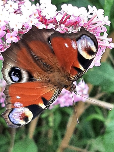 vlinder op vlinderstruik 