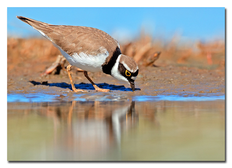 KLeine pleiver