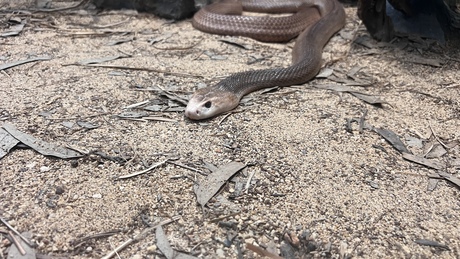 Australia Zoo (Steve Erwin Zoo)