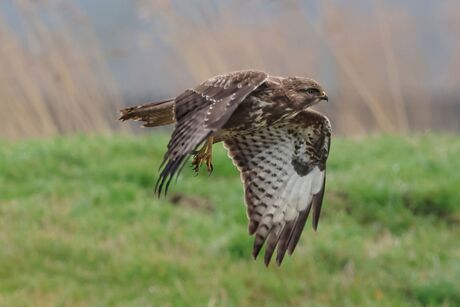 Buizerd