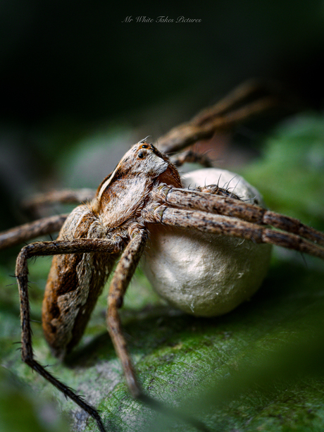 Kraamwebspin Met Kraamweb