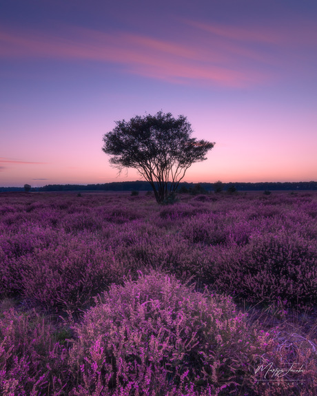 Heide na zonsondergang