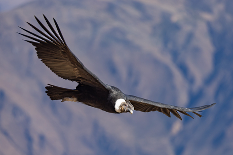 Cruz del Condor