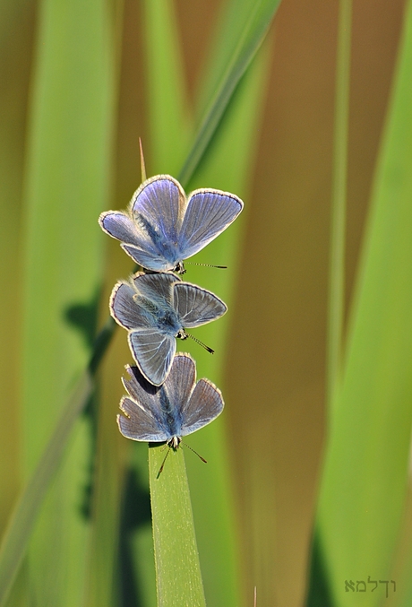 Blue, blue and blue.......