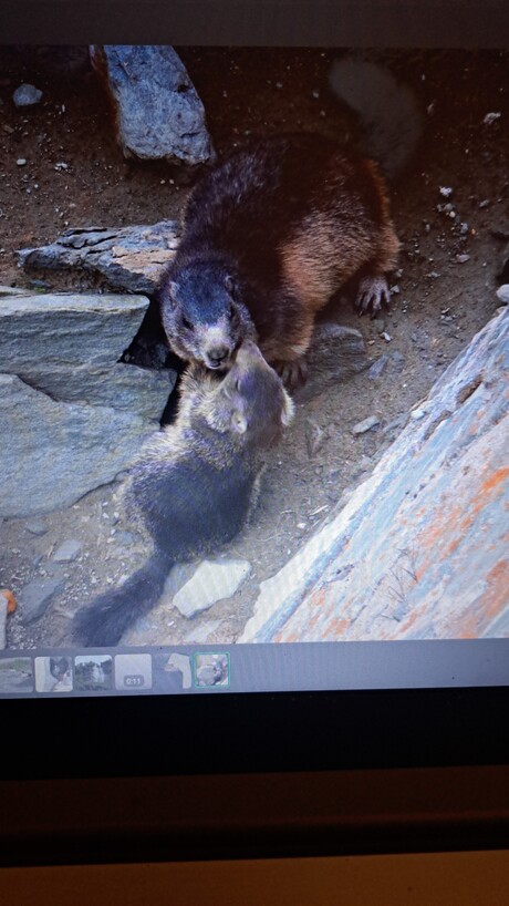 Berg marmotten