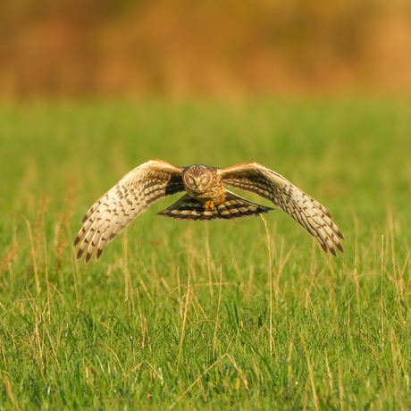 Blauwe kiekendief (v)