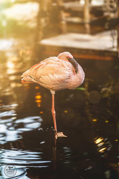Chilean Flamingo