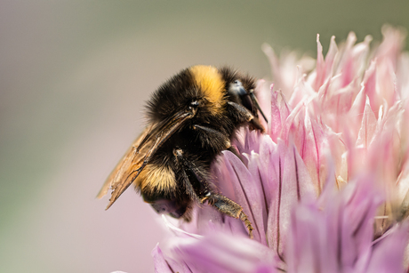 Hommel  op bieslook