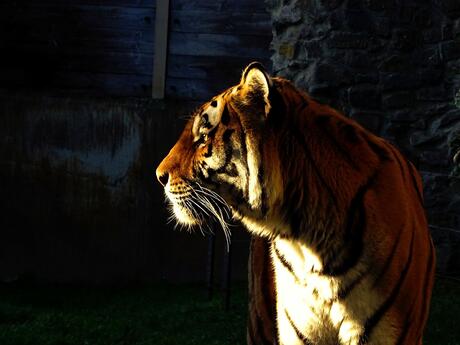 In het gouden licht