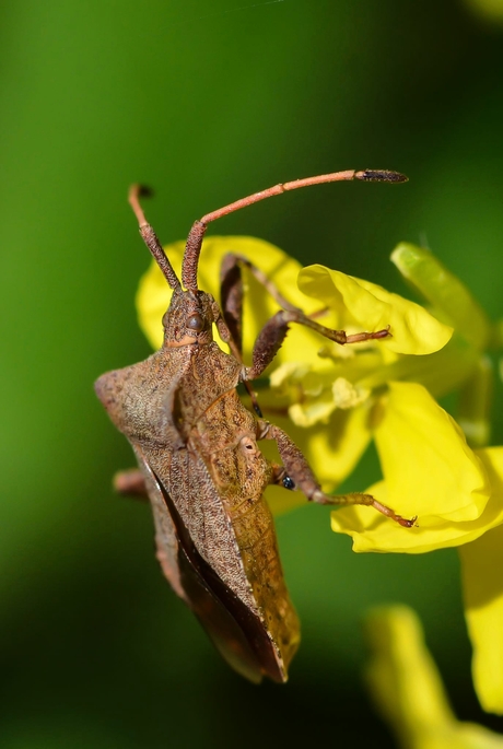 Fluweelbruine randwants
