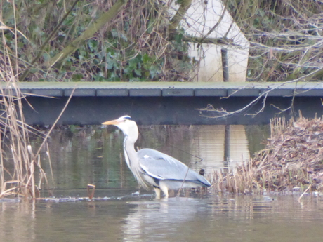 Een blauwe reiger 2