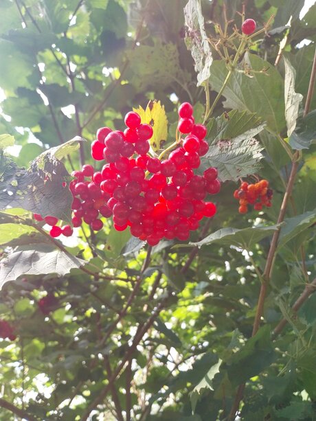 Besjes in natuurgebied de Kruiskade. 