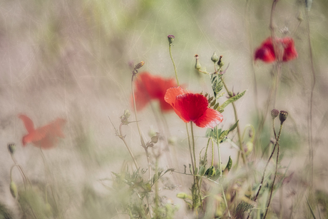 POPPIES IN BLOOM