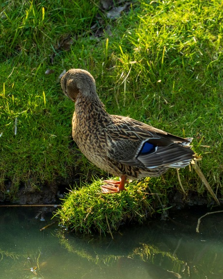 Genieten in het zonnetje 