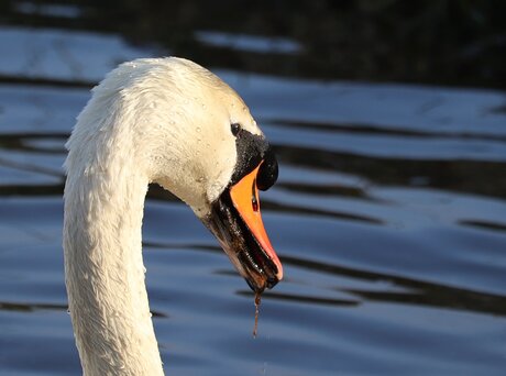 Gardez vos distance⚠️