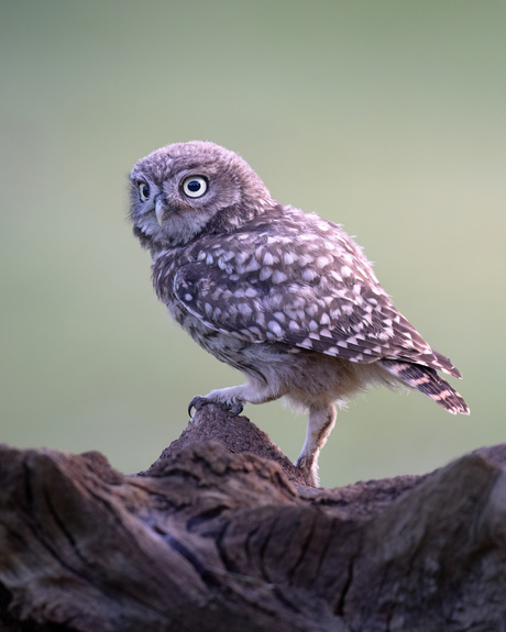 Little little owl