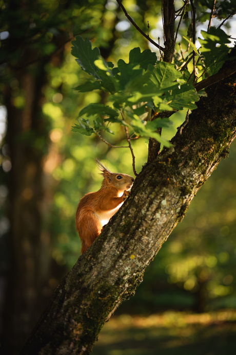 Eekhoorn in het stadspark in Oslo