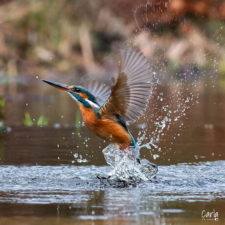 IJsvogel