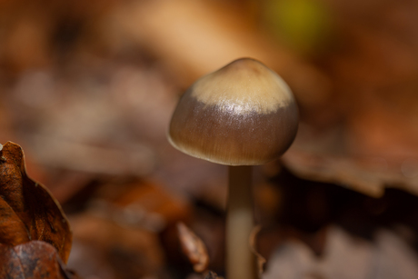 Paddenstoelen