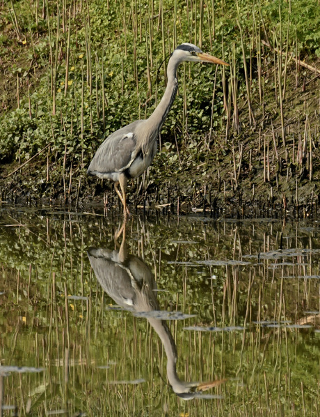 De blauwe reiger