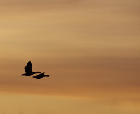 Ganzen in de vlucht