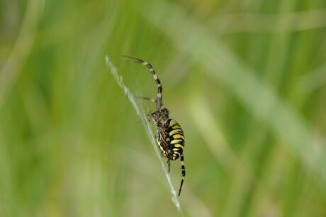 De prachtige Tijgerspin