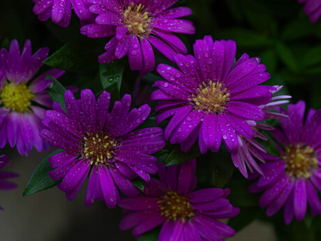 Aster