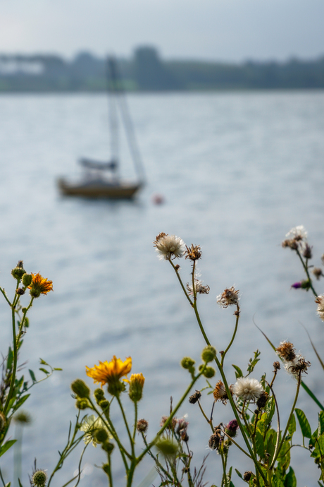 De zee van focus - Faaborg (DK) - 15 augustus 2025