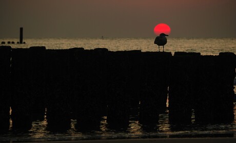 De ondergaande zon met de meeuw op een hoogte