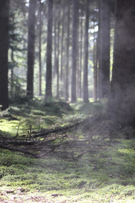 rook in het bos