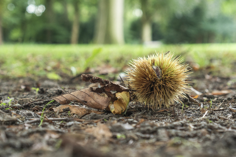 De Herfst is begonnen