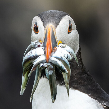 Puffin / Papagaaiduiker