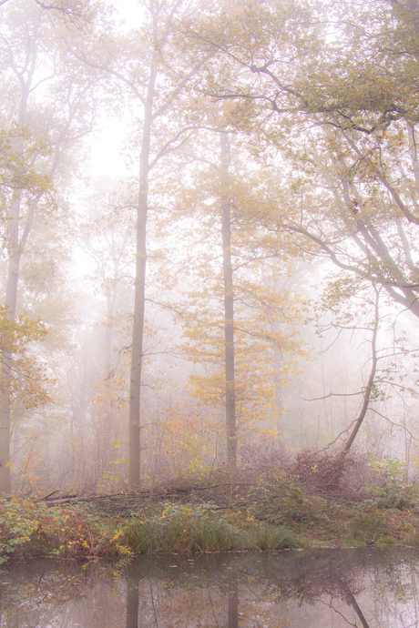 Mistig herfstbos