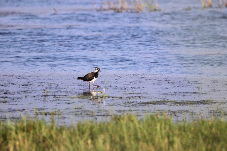 Kievit aan de wandel