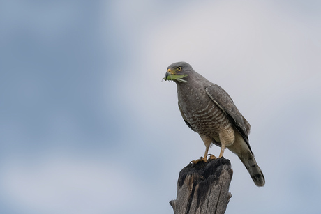 Wegbuizerd
