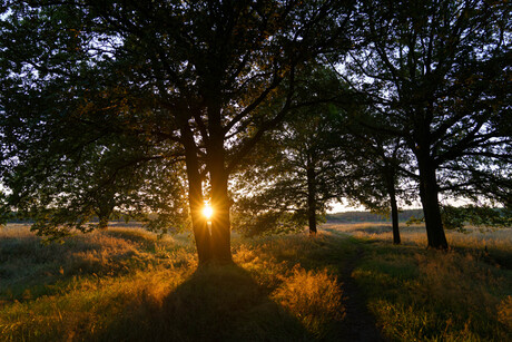 Zonsopkomst Dwingelderveld