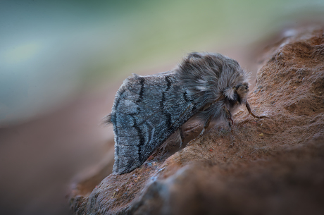 Thaumetopoea processionea - Macro