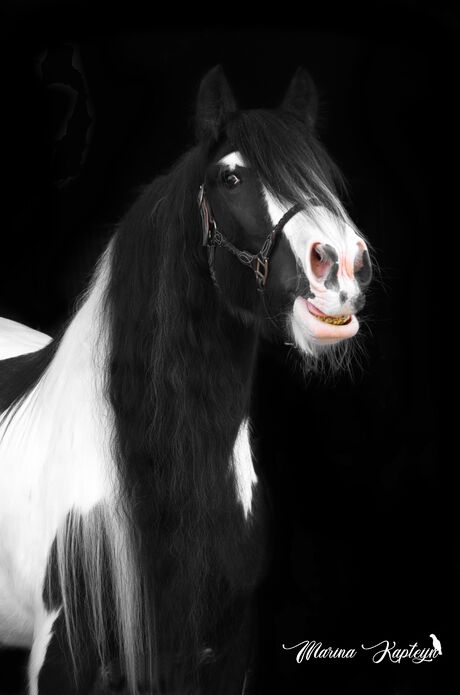 Irish cob