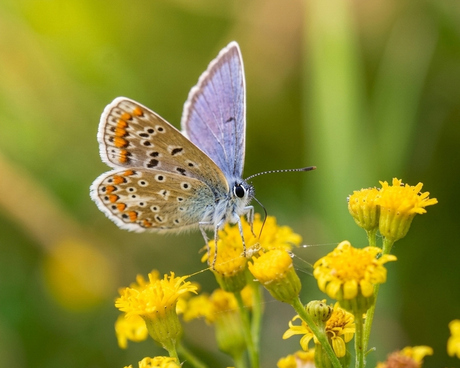 Icarusblauwtje op gele bloemen