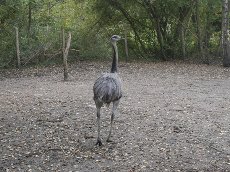 Nandoe,Zuid-Amerikaanse loopvogel.