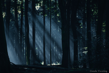 Zonneharpen in het Speulderbos