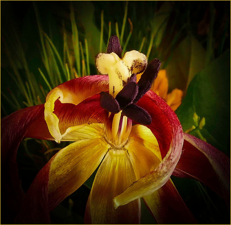 de tulp............................